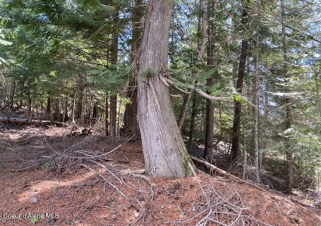 Homes for sale in Sandpoint, ID | Nna Upper Gold Crk Rd, Sandpoint, ID 83864 | MLS# 25-4559