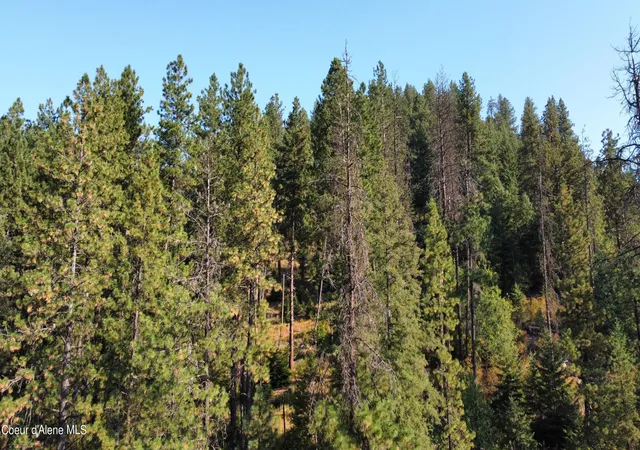Photo 3 of Sale Pending at Nka St Maries River Rd, Saint Maries, ID 83861 | MLS# 26-2818 | Listing updated on 2026-09-29