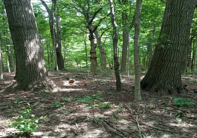 3rd image of 0 E 214Th St, Sheridan, IN 46069 | MLS# 22115084