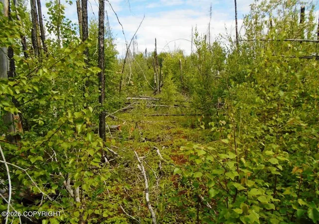 Photo 14 of Land for sale at Mile 72 Parks Hwy, Willow, AK 99688 | MLS# 25-3504 | Listing updated on 2026-08-02