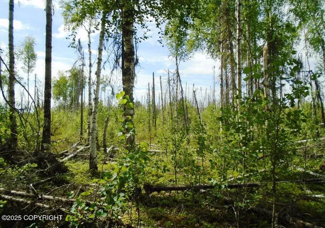 Photo 5 of Land for sale at Mile 72 Parks Hwy, Willow, AK 99688 | MLS# 25-3504 | Listing updated on 2026-08-02