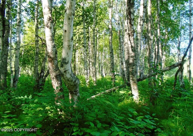 4th image of Tr G Parks Hwy, Talkeetna, AK 99676 | MLS# 25-7614