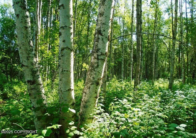 5th image of Tr G Parks Hwy, Talkeetna, AK 99676 | MLS# 25-7614