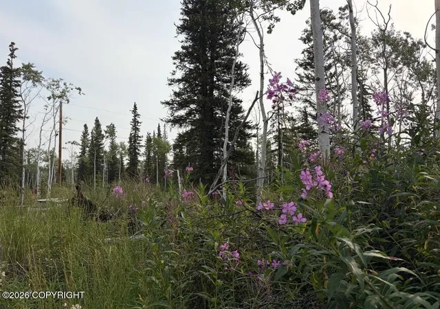 Photo 1 of Land for sale at Lot 15 Drucke Miller Rd, Tok, AK 99780 | MLS# 26-9428 | Listing updated on 2026-08-24