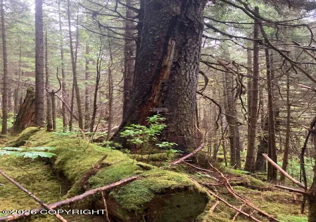Photo 5 of Land for sale at 0 Little Johnstone Bay, Seward, AK 99664 | MLS# 26-9080 | Listing updated on 2026-07-22