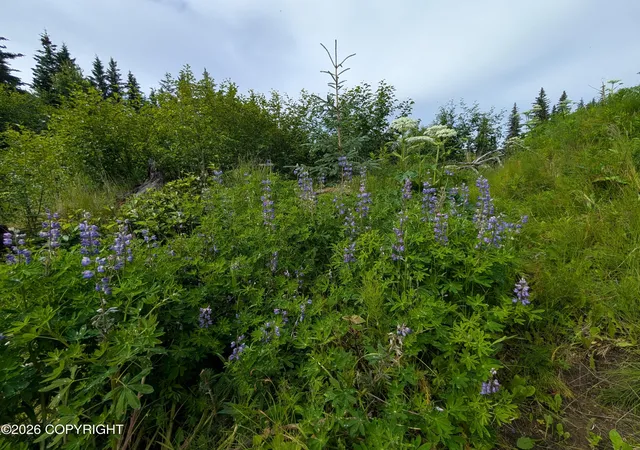 Photo 5 of Land for sale at 67118 Deep Crk Rd, Ninilchik, AK 99639 | MLS# 26-9122 | Listing updated on 2026-07-23