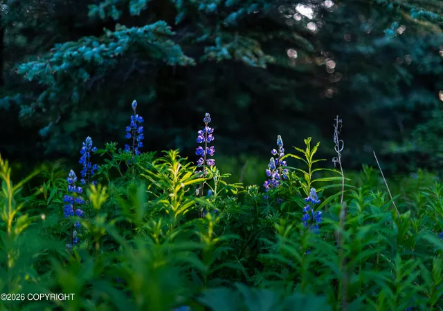 Photo 7 of Sale Pending at 000 Kensington Ave, Ninilchik, AK 99639 | MLS# 26-9299 | Listing updated on 2026-08-23