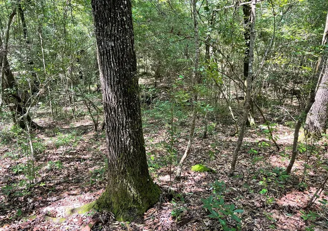 3rd image of Na Reservoir Rd, Waynesboro, MS 39367 | MLS# 138607