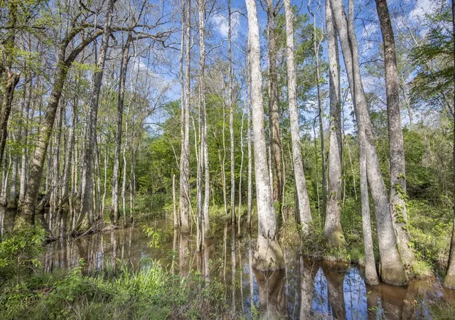 Photo 4 of Land for sale at 0 Red Bluff Church Rd, Greensburg, LA 70441 | MLS# 141022 | Listing updated on 2026-04-20