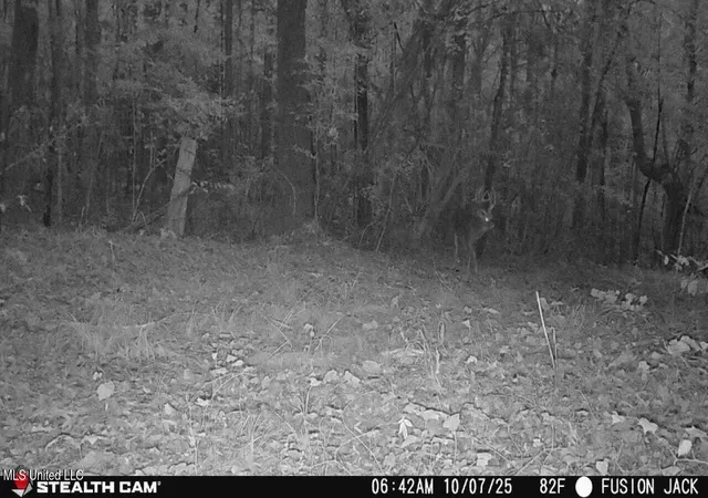 98th image of 3141 Hwy 43 N, Canton, MS 39046 | MLS# 4124434