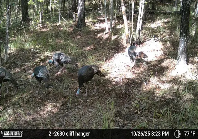 Photo 14 of Land for sale at Union Church Rd, Meadville, MS 39653 | MLS# 4129959 | Listing updated on 2026-03-30