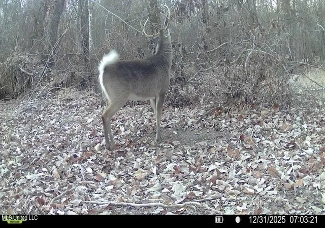 Photo 3 of Land for sale at 6 Cut Off Rd, Carthage, MS 39051 | MLS# 4138956 | Listing updated on 2026-09-01