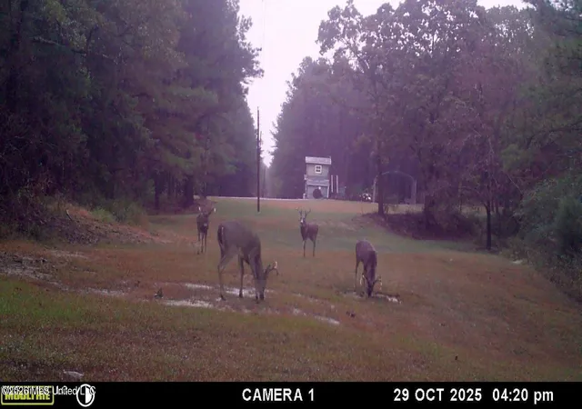 Photo 60 of Land for sale at 202 Powell Chapel Rd, Holly Springs, MS 38635 | MLS# 4149192 | Listing updated on 2026-07-02