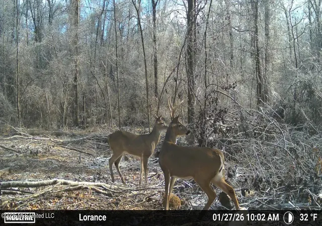 Photo 25 of Sale Pending at Lorance Rd, Clinton, MS 39056 | MLS# 4150911 | Listing updated on 2026-07-17