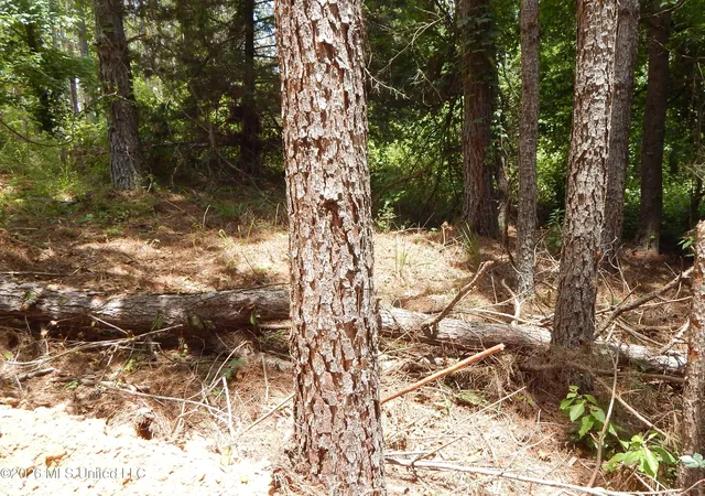 Photo 4 of Land for sale at 84 Cr 154, Tillatoba, MS 38961 | MLS# 4151824 | Listing updated on 2026-08-16