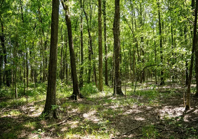 Homes for sale in Tchula, MS | 0 Dawson Rd, Tchula, MS 39169 | MLS# 4152275