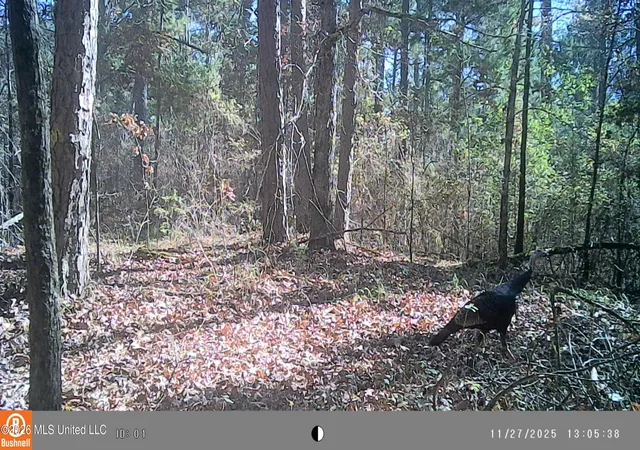 Homes for sale in Coffeeville, MS | 793 County Road 229, Coffeeville, MS 38922 | MLS# 4153750