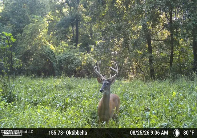 Photo 3 of Land for sale at Mississippi 12, Starkville, MS 39759 | MLS# 4155396 | Listing updated on 2026-10-01
