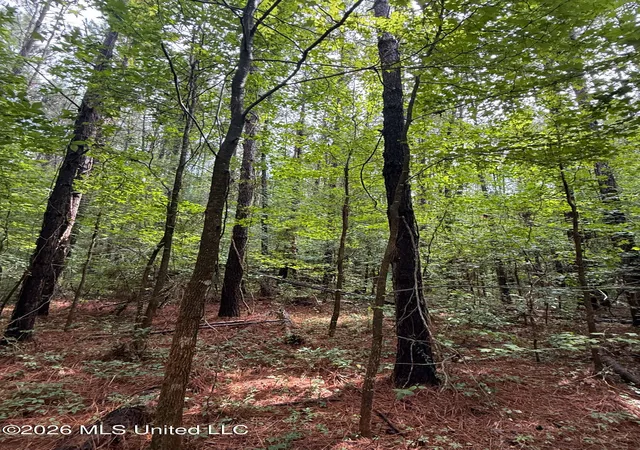 Photo 2 of Land for sale at 253 Red Dog Rd, Carthage, MS 39051 | MLS# 4156108 | Listing updated on 2026-07-16