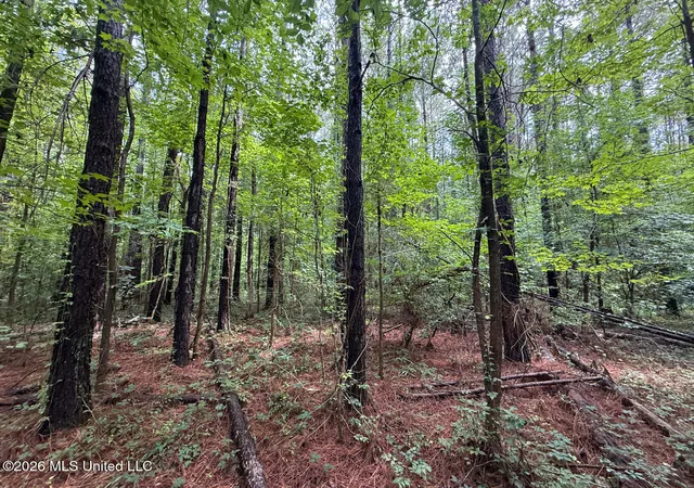 Photo 3 of Land for sale at 253 Red Dog Rd, Carthage, MS 39051 | MLS# 4156108 | Listing updated on 2026-07-16