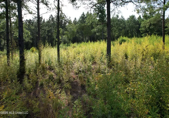 Photo 3 of Land for sale at W Of Hwy 569, Liberty, MS 39645 | MLS# 4156583 | Listing updated on 2026-08-06