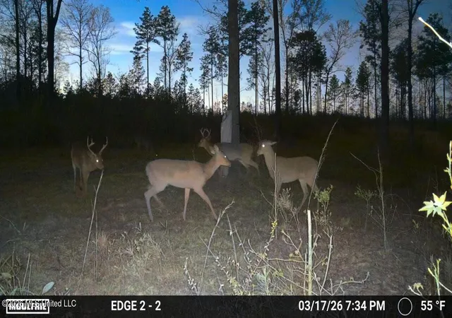 5th image of 286 Matthew Johnson Rd, Wiggins, MS 39577 | MLS# 4157989