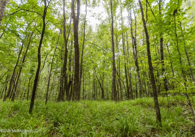 Photo 3 of Land for sale at Tallaha Rd, Charleston, MS 38921 | MLS# 4158011 | Listing updated on 2026-08-12