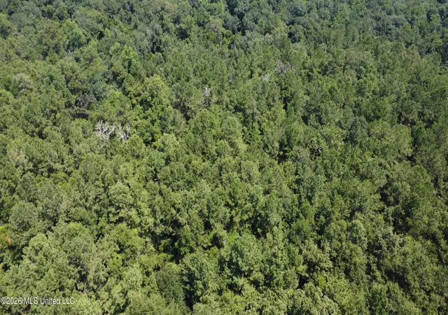 Photo 4 of Land for sale at 31052 Pearson Cemetary Rd, Carriere, MS 39426 | MLS# 4158605 | Listing updated on 2026-08-08