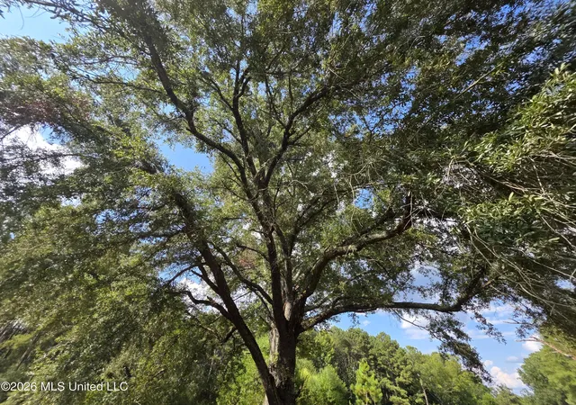 Photo 2 of Land for sale at 325 Double Ponds Rd, Prentiss, MS 39474 | MLS# 4158922 | Listing updated on 2026-08-12