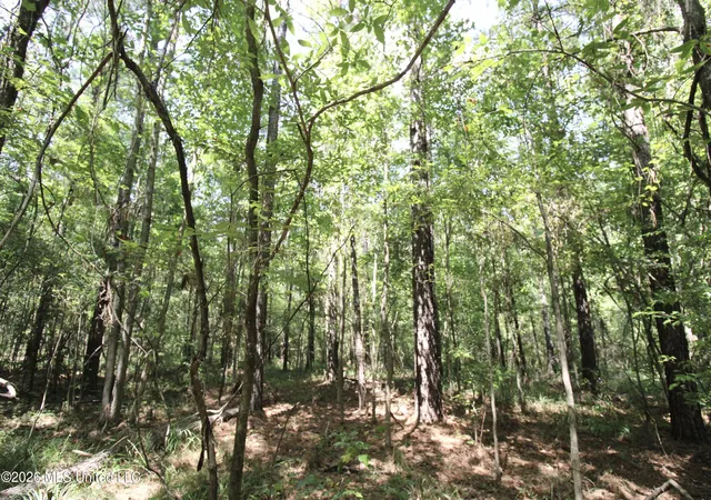 Photo 3 of Land for sale at Holly Bush, Pelahatchie, MS 39145 | MLS# 4160531 | Listing updated on 2026-08-27