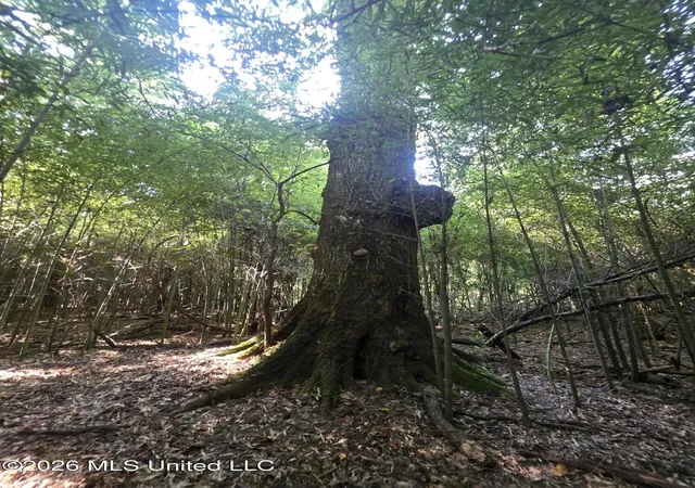 Photo 16 of Land for sale at Saint Paul Rd, Sandy Hook, MS 39478 | MLS# 4160693 | Listing updated on 2026-08-28