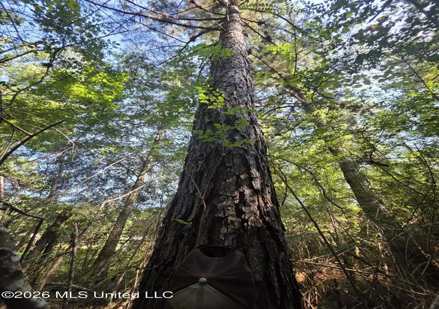 Photo 4 of Land for sale at Saint Paul Rd, Sandy Hook, MS 39478 | MLS# 4160693 | Listing updated on 2026-08-28
