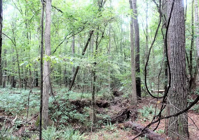 Photo 14 of Land for sale at John Chambers Rd, Roxie, MS 39661 | MLS# 4160708 | Listing updated on 2026-08-28