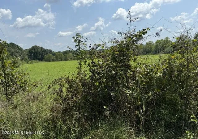 Photo 3 of Land for sale at 0 Tallabogue Rd, Forest, MS 39074 | MLS# 4160881 | Listing updated on 2026-08-29