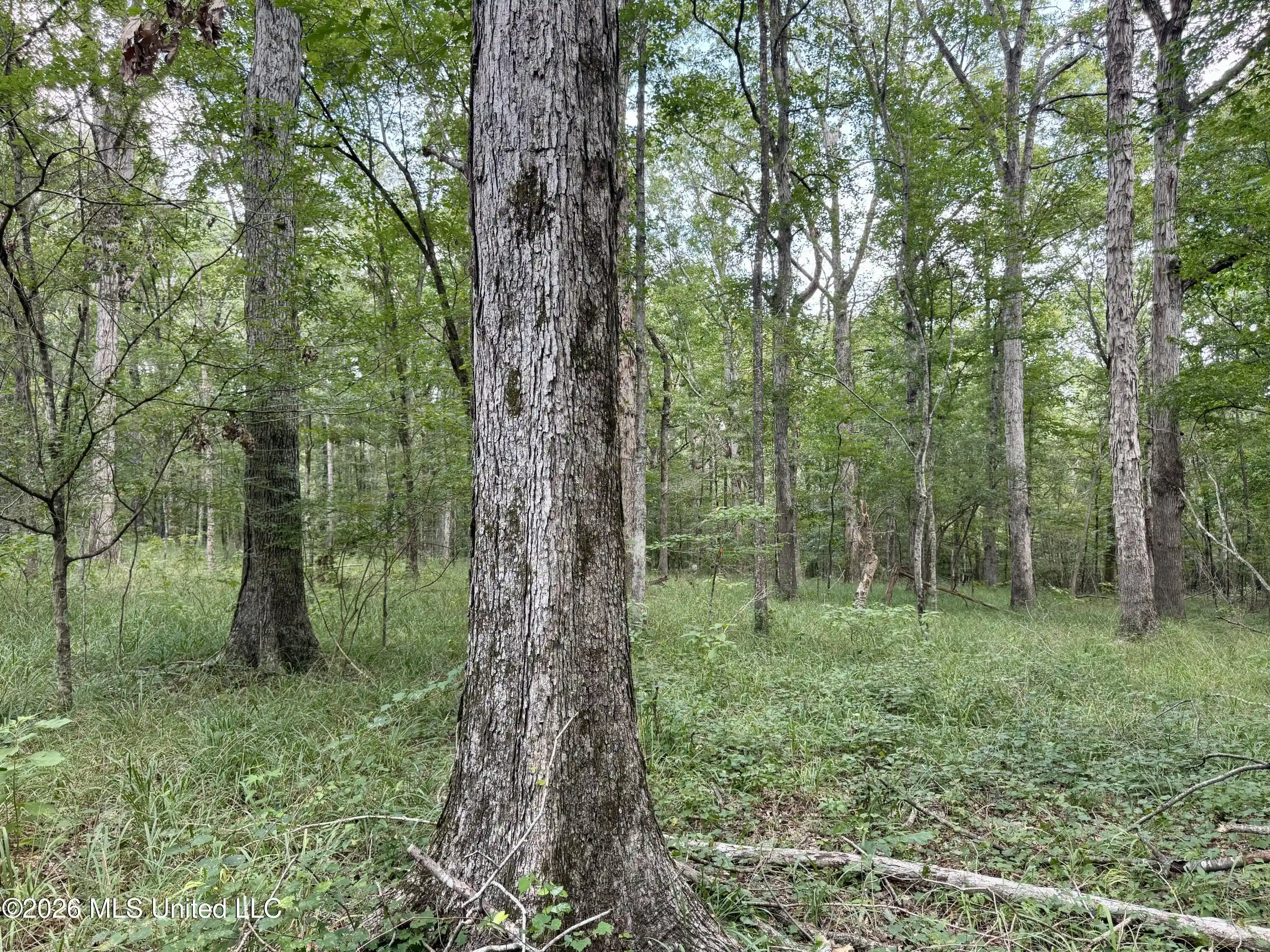 Photo 1 of Land for sale at 0001 Highway 17, Camden, MS 39045 | MLS# 4165837 | Listing updated on 2026-10-17