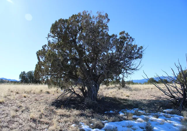 1st image of 105 Acres Demetrio Rd, Sandia Park, NM 87047 | MLS# 1055905