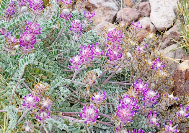 Photo 3 of Land for sale at Lot 39 Sunset Vista Rd, San Antonio, NM 87832 | MLS# 1058715 | Listing updated on 2026-07-21
