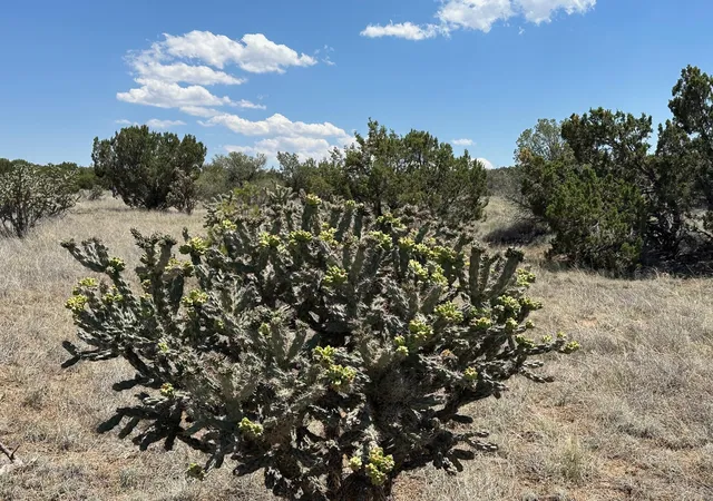 Photo 3 of Land for sale at 29 Via Entrada, Sandia Park, NM 87047 | MLS# 1065231 | Listing updated on 2026-08-26