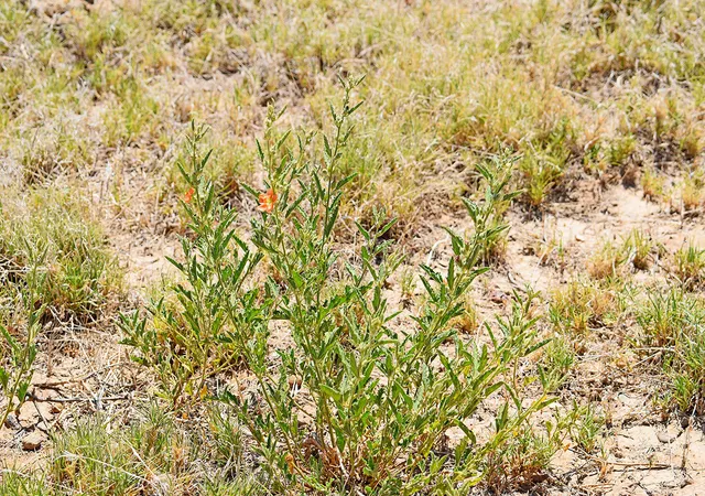 24th image of Lot 105 Rancho Rio Grande #16e, Los Lunas, NM 87031 | MLS# 1065723