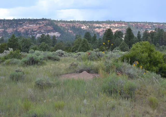 Homes for sale in Ramah, NM | Timberlake Ranch, Ramah, NM 87321 | MLS# 1069479