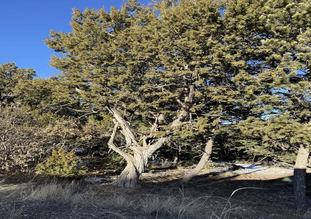Photo 3 of Land for sale at 27 Punch Ct, Tijeras, NM 87059 | MLS# 1076711 | Listing updated on 2026-07-22