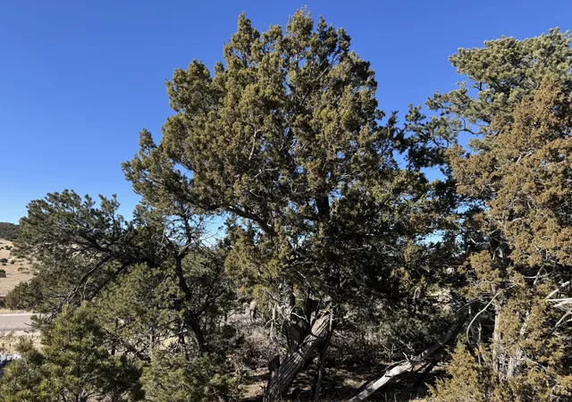Photo 4 of Land for sale at 31 Punch Ct, Tijeras, NM 87059 | MLS# 1076907 | Listing updated on 2026-07-21
