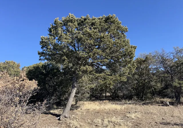 Photo 4 of Land for sale at 58 Bolivar, Tijeras, NM 87059 | MLS# 1076914 | Listing updated on 2026-07-21