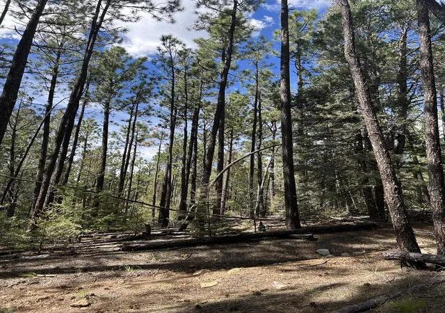 9th image of 23 Acre Lot, Pecos, NM 87552 | MLS# 1091332