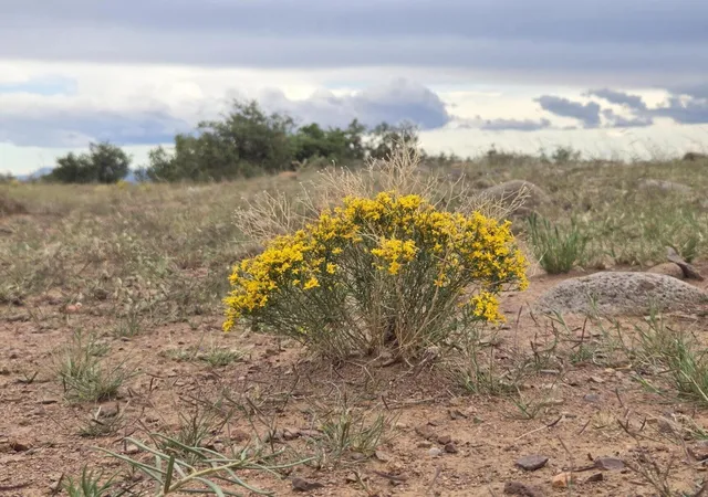 1st image of Vl Willow Springs Ranch Lot 2 9, San Antonio, NM 87832 | MLS# 1092073