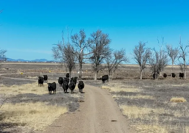 Photo 2 of Sale Pending at Tbd W Alan Ayers Ave, Estancia, NM 87016 | MLS# 1098514 | Listing updated on 2026-07-14