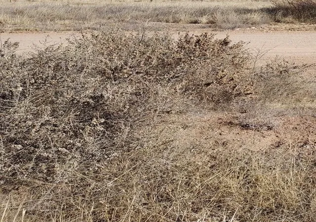 Photo 3 of Land for sale at Shetland St, Moriarty, NM 87035 | MLS# 1098964 | Listing updated on 2026-08-21