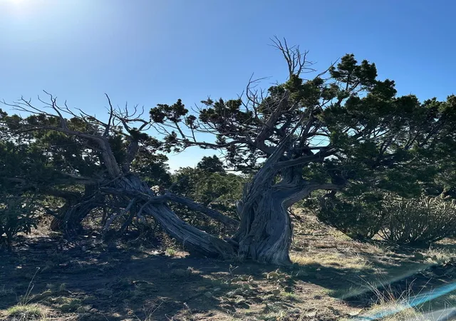 13th image of 5 Canon De Manantial, Edgewood, NM 87015 | MLS# 1099098
