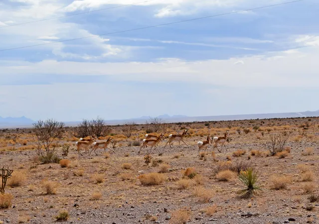 Photo 4 of Land for sale at Lot 124 Rolling Hills, San Antonio, NM 87832 | MLS# 1101391 | Listing updated on 2026-07-22