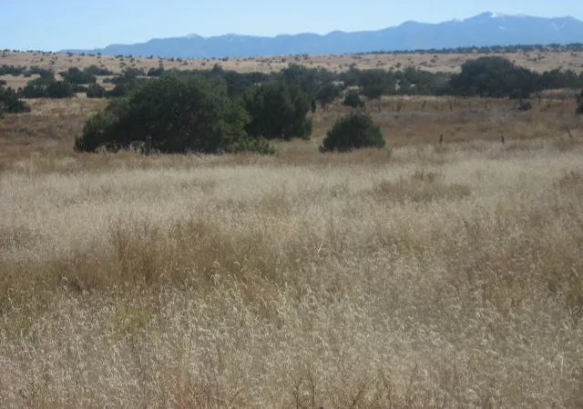 Homes for sale in Magdalena, NM | Lot 188 Pinon Springs Ranches, Magdalena, NM 87825 | MLS# 1105245